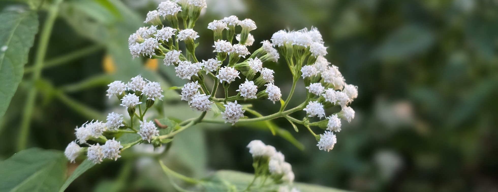 Saturday Summer Series: Prairie BioBlitz